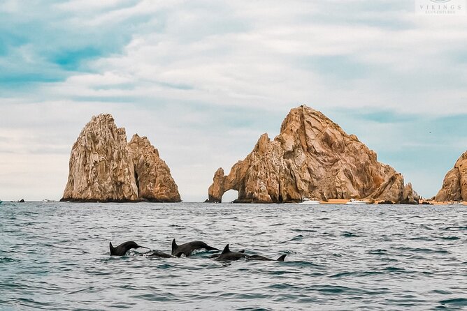 Snorkeling Open Ocean Wildlife Safari in Los Cabos With Photos Included - Safety Considerations and Precautions