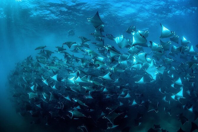 Snorkeling Open Ocean Wildlife Safari in Los Cabos With Photos Included - Tour Duration and Inclusions
