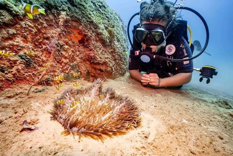 Snorkeling Or Scuba Diving In Cham Islands - Snorkeling and Scuba Diving Activities