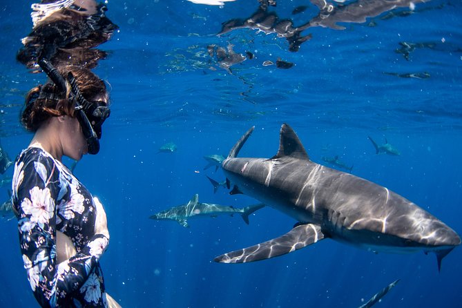 Snorkeling or Swimming With Sharks in Cabo San Lucas - Inclusions