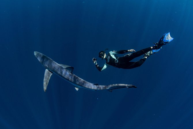Snorkeling or Swimming With Sharks in Cabo San Lucas - Requirements
