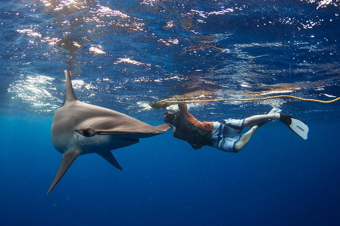 Snorkeling or Swimming With Sharks in Cabo San Lucas - Tour Details