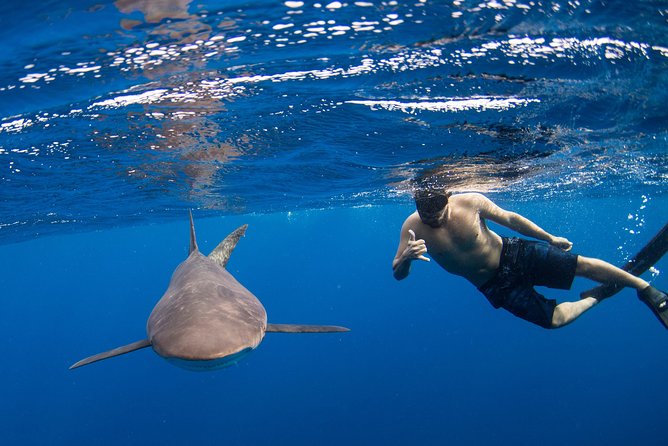 Snorkeling or Swimming With Sharks in Cabo San Lucas - Stunning Underwater Encounters