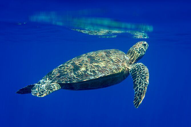 Snorkeling picnic in 4h30 with lunch in Tahiti - Key Points