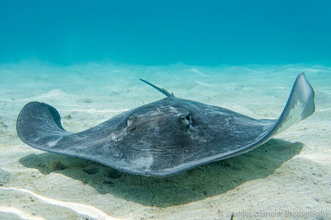 Snorkeling picnic in 4h30 with lunch in Tahiti - Introduction: What to Expect from This Tahiti Snorkeling & Picnic Tour