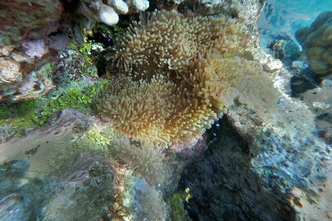 Snorkeling picnic in 4h30 with lunch in Tahiti - The Bottom Line: Who Will Love This Tour?