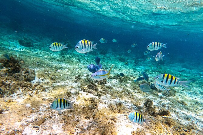 Snorkeling Private Tour in San Juan - Participant Requirements