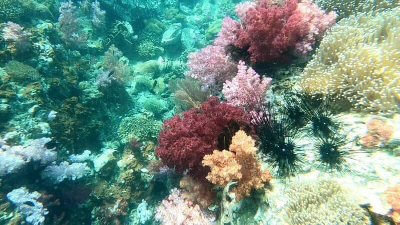 Snorkeling program 1 private boat lunch included - Key Points