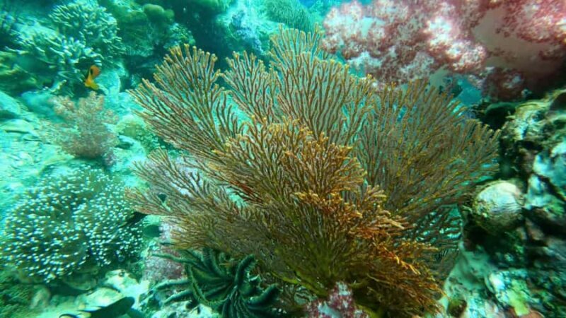 Snorkeling program 1 private boat lunch included - The Experience of Each Stop