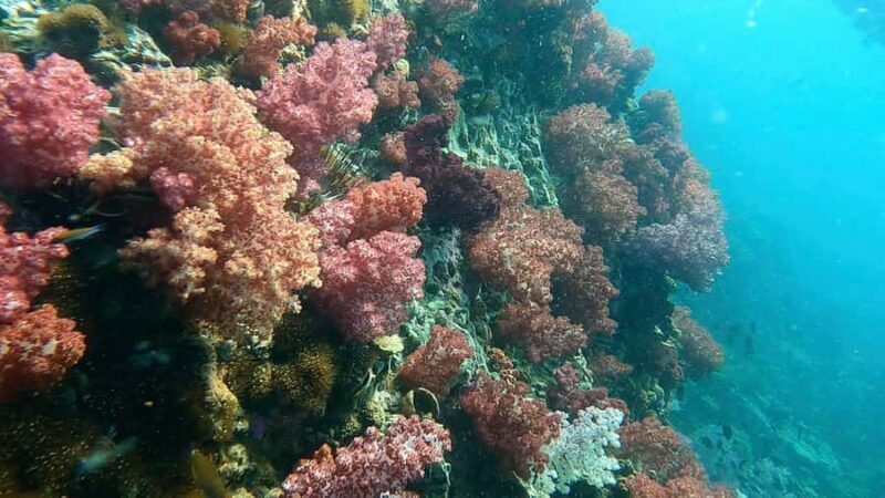 Snorkeling program 1 private boat lunch included - Authentic and Enjoyable: What Travelers Say