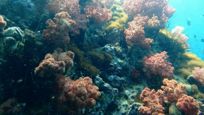 Snorkeling program 1 private boat lunch included - Is This Tour for You?