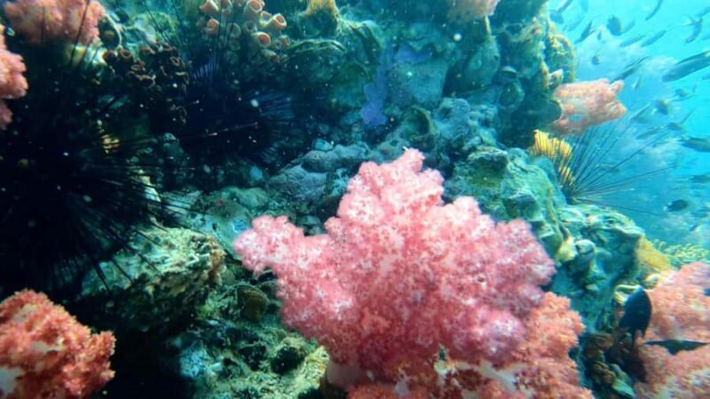 Snorkeling program 1 private boat lunch included - Conclusions: Who Should Consider This Trip?
