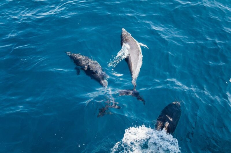 Snorkeling Safari in Mirissa - Recap