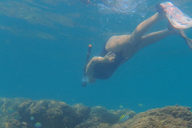 Snorkeling San Carlos With a Marine Biologist - Inclusions