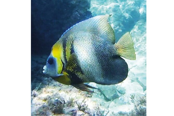 Snorkeling San Carlos With a Marine Biologist - Meeting and End Points