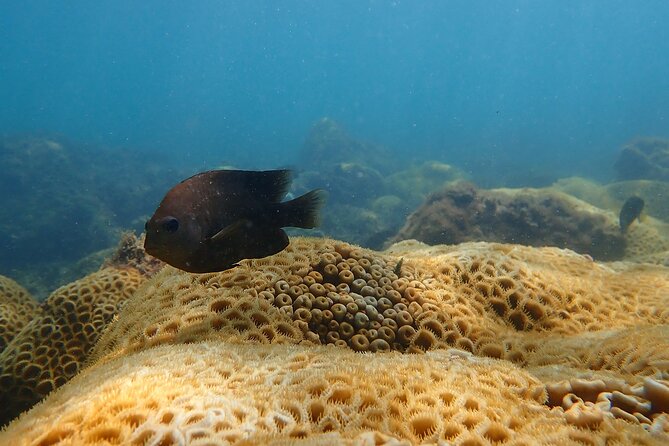 Snorkeling San Carlos With a Marine Biologist - Health and Safety Information