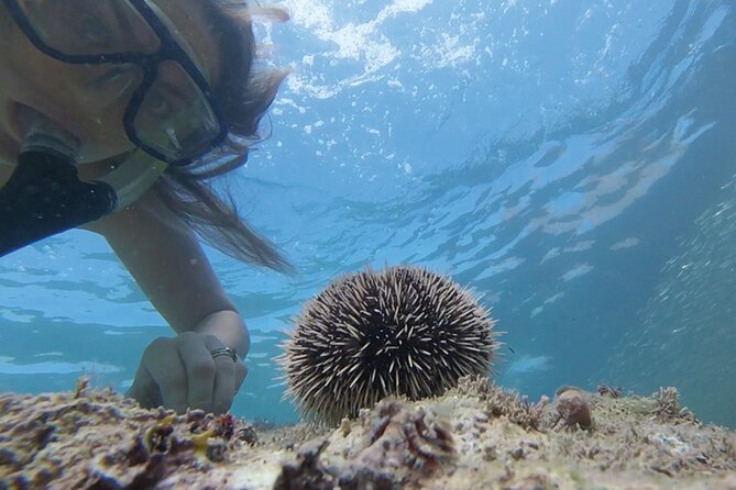 Snorkeling San Carlos With a Marine Biologist - Booking Information
