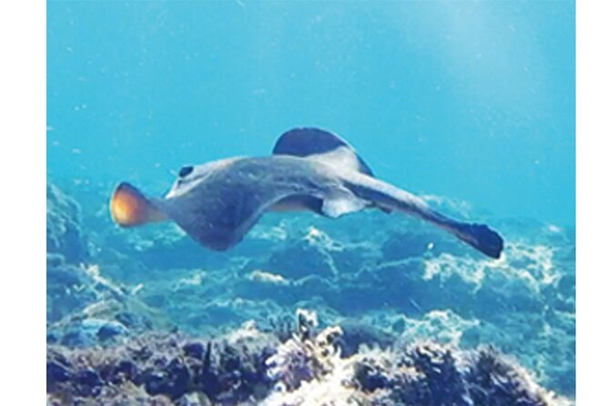 Snorkeling San Carlos With a Marine Biologist - Exploring the Underwater World