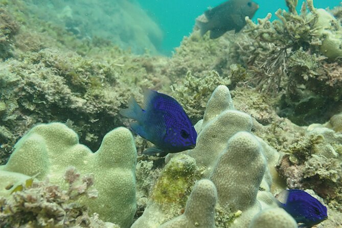 Snorkeling San Carlos With a Marine Biologist - Ceviche and Local Fare