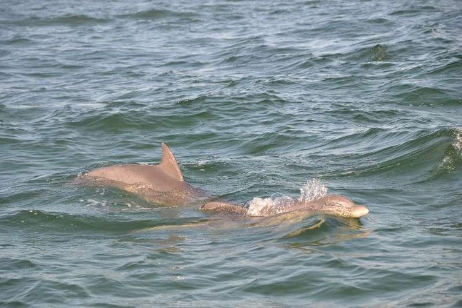 Snorkeling, Shelling & Eco Excursion - Meeting Point and Parking Information