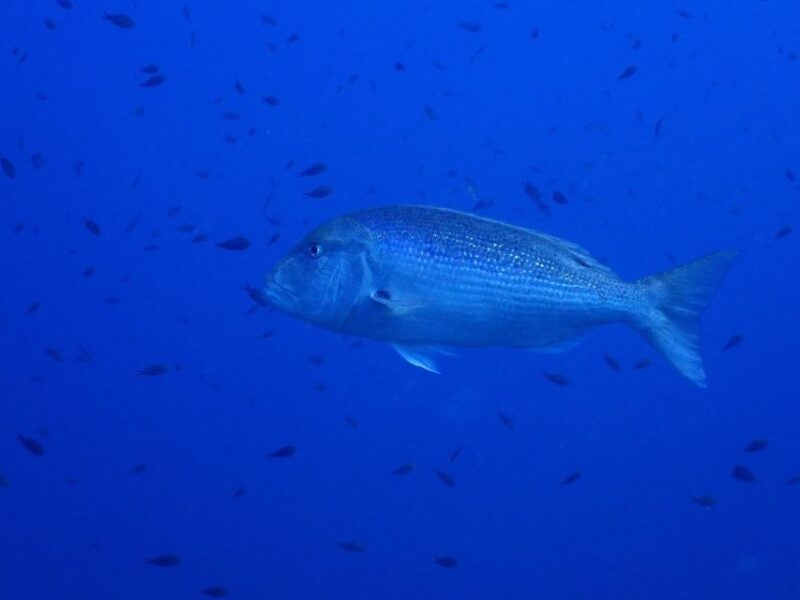 Snorkeling - Snorkeling Hike - Key Points