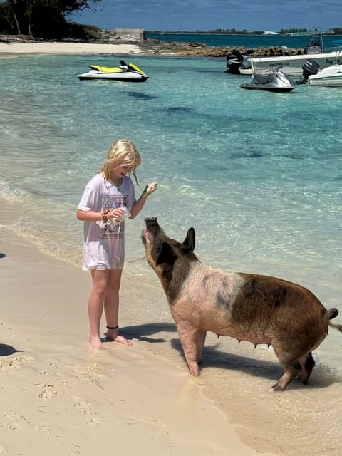 Snorkeling, Swimming Pigs , Turtles, Harbor Tour - Recap