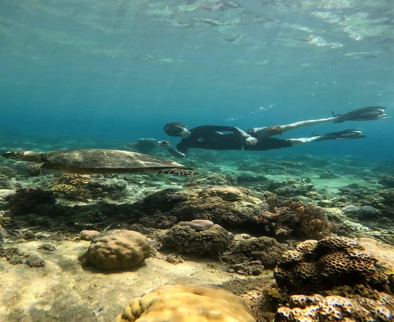 Snorkeling Swimming With Turtle & Underwater Statue - Customer Feedback