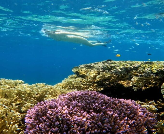 Snorkeling Swimming With Turtle & Underwater Statue - Meeting Point and Transportation