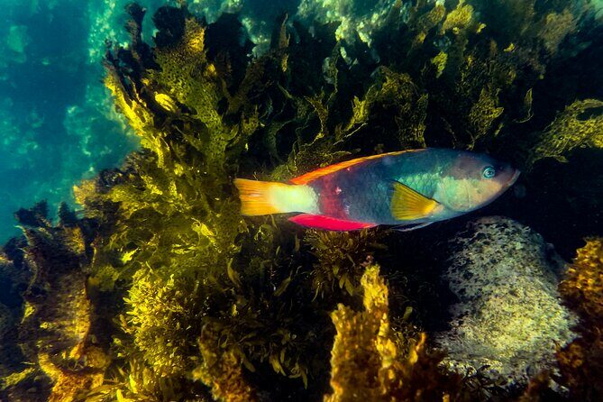 Snorkeling To Discover Sydney's Underwater Wonders - Key Points