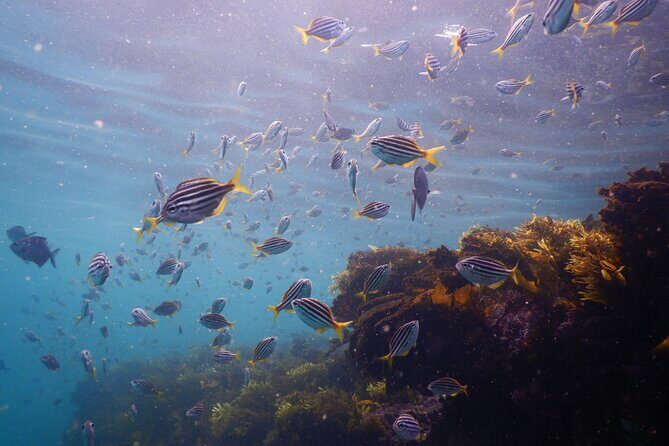Snorkeling To Discover Sydney's Underwater Wonders - Overview of the Snorkeling Tour