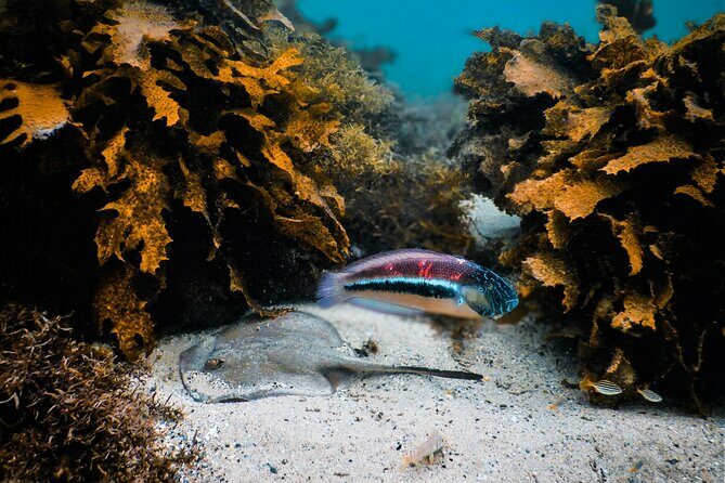 Snorkeling To Discover Sydney's Underwater Wonders - Safety and Equipment