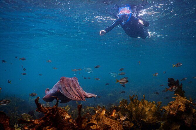 Snorkeling To Discover Sydney's Underwater Wonders - The Value for Money