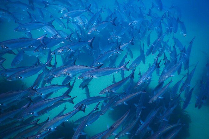 Snorkeling To Discover Sydney's Underwater Wonders - The Real Experience: Authentic Encounters and Reviews