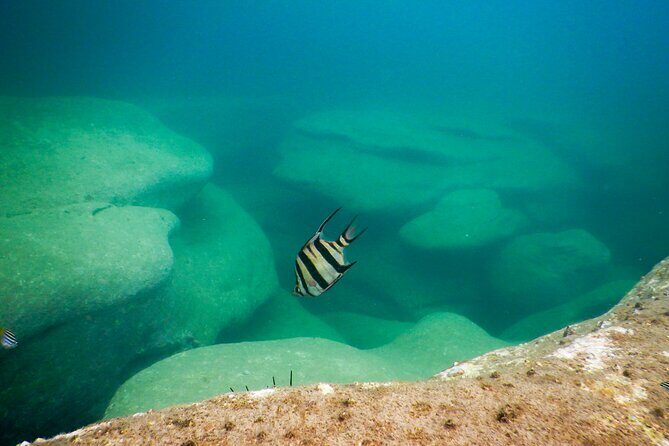 Snorkeling To Discover Sydney's Underwater Wonders - Practical Details