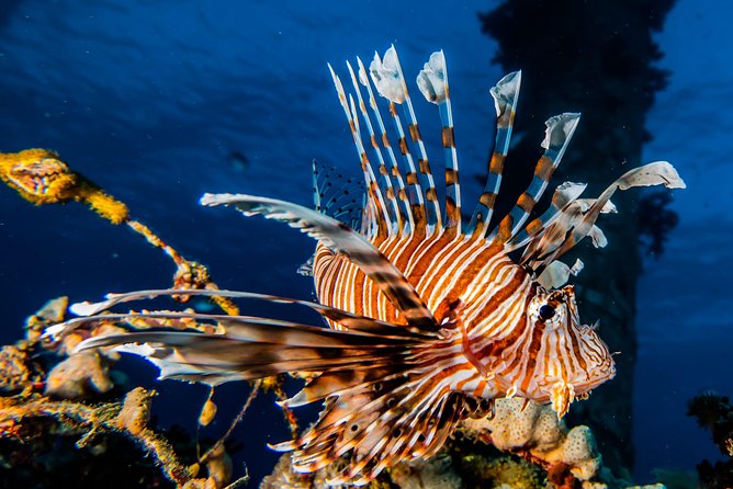 Snorkeling to Undewrater Restaraunt Covered by Corals - Key Points