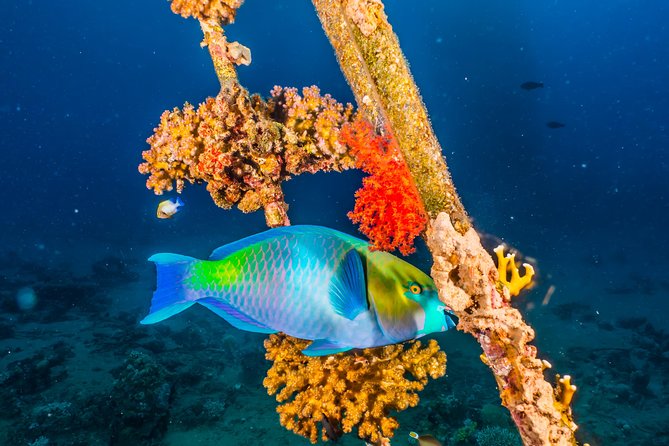 Snorkeling to Undewrater Restaraunt Covered by Corals - Meeting and Pickup Information