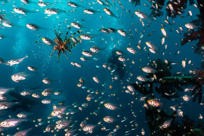 Snorkeling to Undewrater Restaraunt Covered by Corals - Health and Accessibility Information