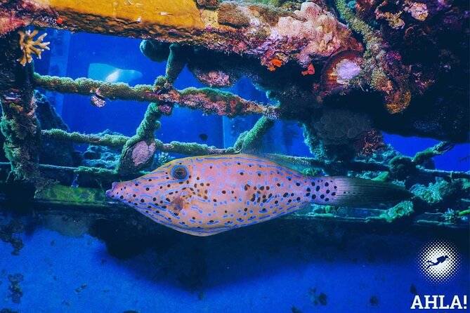 Snorkeling to Undewrater Restaraunt Covered by Corals - Reviews and Ratings
