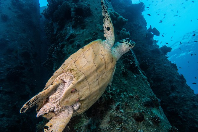 Snorkeling to Undewrater Restaraunt Covered by Corals - Coral Reef Exploration