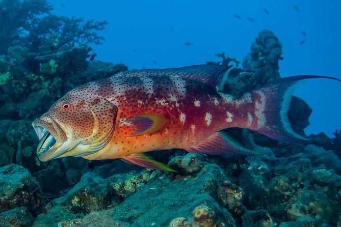 Snorkeling to Undewrater Restaraunt Covered by Corals - Safety and Comfort Assurance