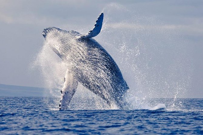Snorkeling Tour and Whales Watching - Machalilla National Park - Key Points