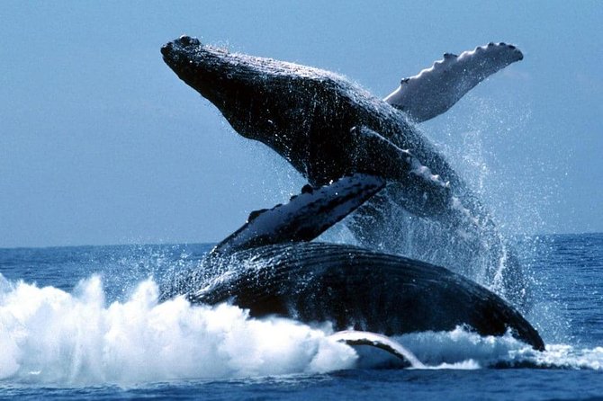Snorkeling Tour and Whales Watching - Machalilla National Park - Additional Information