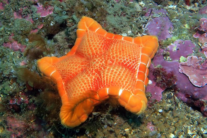 Snorkeling Tour Around the Isola Bella Nature Reserve - Booking Information