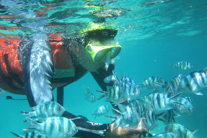 Snorkeling Tour at Blue Lagoon With Private Hotel Transfer - Marine Life Highlights
