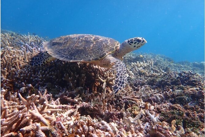 Snorkeling Tour at Coral Island in Iriomote, Okinawa - Included in the Package