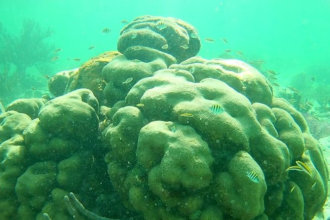 Snorkeling Tour by Boat (Amazing Excursion to the Turtle Area) - Included Amenities