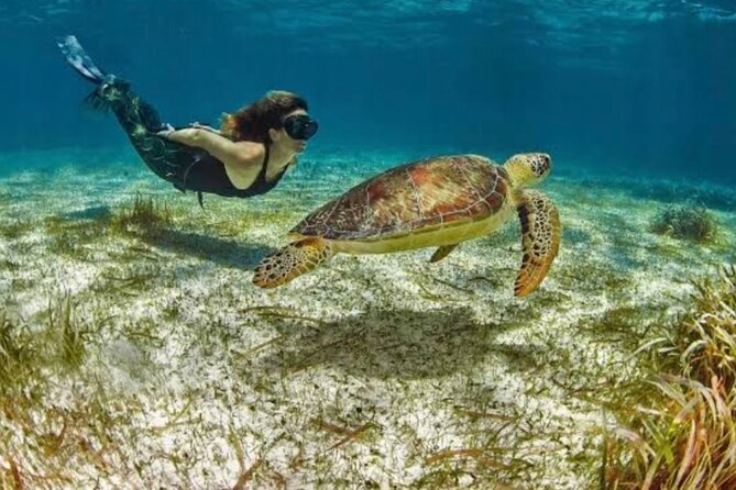 Snorkeling Tour by Boat (Amazing Excursion to the Turtle Area) - Meeting Point Details