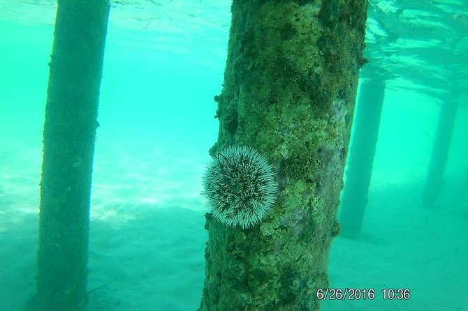 Snorkeling Tour by Boat (Amazing Excursion to the Turtle Area) - Snorkeling Highlights