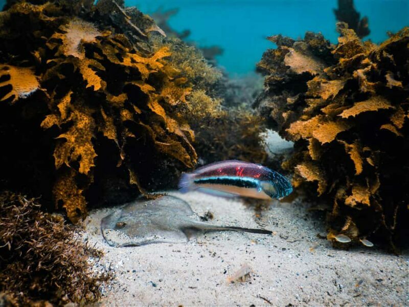 Snorkeling Tour: Discover Sydneys impressive sea life - An Honest Look at the Snorkeling Tour