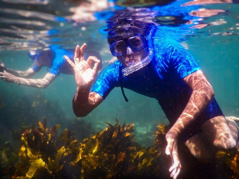 Snorkeling Tour: Discover Sydneys impressive sea life - Who Should Consider This Tour?